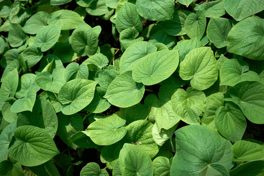 Kava leaves